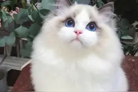 「GB」都是文盲惹的祸图片