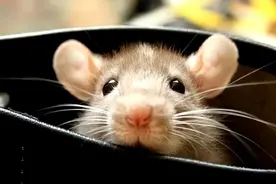 老鼠是四害之一，但却是矿井工人的“守护神”，它有何神奇之处？图片