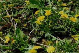 告诉你一个挖“婆婆丁”的好地方，让不让挖可不好说图片