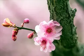 想你，却不敢打扰你图片