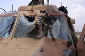 每年杀死数十亿只鸟，玻璃窗也是个超级鸟类杀手图片