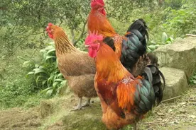 扑热息痛，配哪个小药（治鸡感冒，有奇效）图片