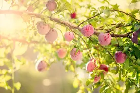 一个人最大的悲哀，就是自作聪明，还以为别人都很傻图片