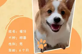 柯基警犬“福仔”走红！它是怎样被选入警队的？图片