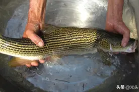 钓鱼会坐牢？你别不信！我国保护的鱼类有87种，钓不好就坐牢图片