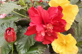 这些花草没开花前很普通，开起来花来真惊艳，喜欢的赶快养起来吧图片