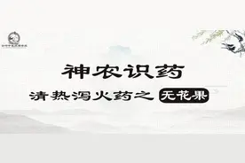 《神农识药》清热泻火药之无花果图片