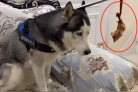 奥斯卡：全网唯一被主人逼疯的哈士奇，获赞1亿，它究竟有多像人图片