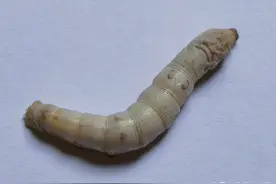 东方最神奇的虫子——春蚕：我的观察记录图片