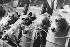 为证明吸烟无害，烟草公司让狗每天吸30支烟，3年后是何结果？图片