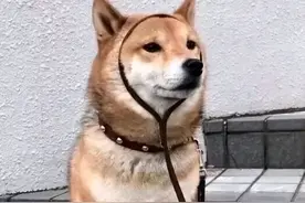 “网课培训退费”骗局又来！这次利用“3·15平台”骗到钱了图片