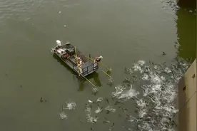 黄河鲤鱼百元一斤，吃货感到好奇：它究竟有啥特别之处？图片