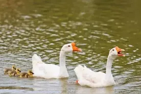 俗语“与人不和，劝人养鹅；与人不睦，劝人架屋”，是什么意思？图片