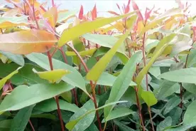 你知道什么中药材是皮肤病良药，善治湿疹、脓泡疮、带状疱疹吗？图片