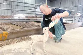 “羊银行”炼成记图片