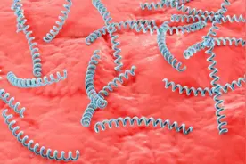 得了梅毒有什么症状？身上会痒吗？梅毒可以治愈吗？建议了解一下图片