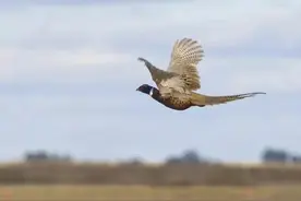 农村常见的野鸡，现在多到随处可见的地步，要不要保护值得商榷！图片