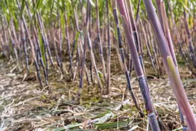 尴尬的甘蔗，甜蜜的负担，广西甘蔗会走向何处图片