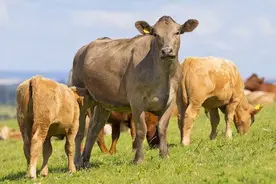 母牛产前有何症状？如何判断母牛快要生了？看完就知道了图片