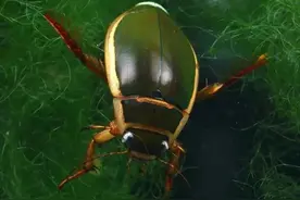 几百元一斤！长相似蟑螂外地人难以下咽，广东却一虫难求图片