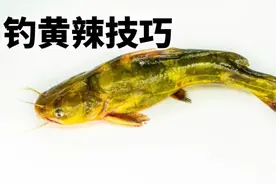 钓黄辣丁很简单，只要掌握方法，蚯蚓打窝蚯蚓钓，新手一样钓得多图片