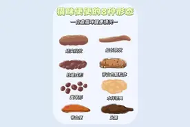 用猫咪便便看健康/这几种形状铲屎官需要留意图片