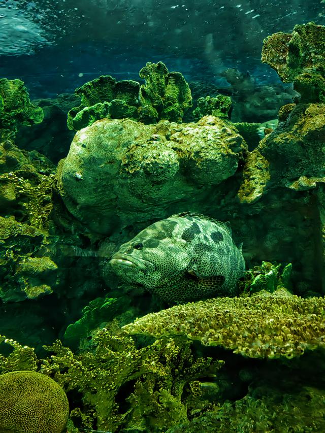 上海海洋水族馆遛娃攻略
