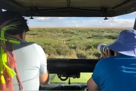 狮子不攻击观光车上的游客？有游客被狮子从车中拖出！图片