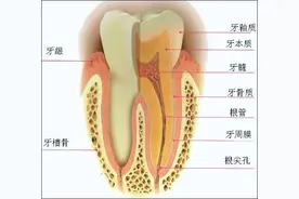 牙齿的结构组成是怎么样的？图片