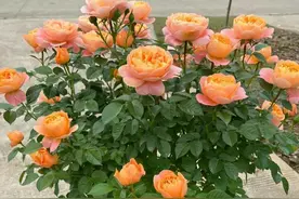 90后小姐姐走红网络，把月季养成了“棒棒糖”，拍给大家看看图片