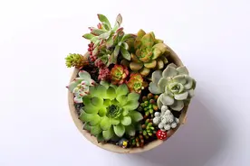 5种“小巧花”，养得越小越有档次，越大却越不值钱，别养错了图片