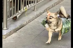 狗狗帮主人驮菜回家，看到它的脸我笑了！狗：化了美美的妆好自信图片