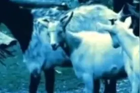 四川禁地“黑竹沟”，活物靠近有进无出，中科院院士带头前去调查图片