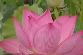 《道德经》：烦躁不安失本性图片