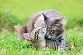 为什么交配后，公猫马上就转身离开？图片