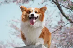 可爱的外表背后，关于8个柯基的冷知识，你讲的话它们其实都懂图片