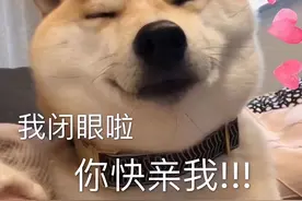 当一只狗，愿意让你碰以下东西，你就是它“最亲”的人图片