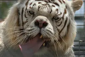 世界上最不威武的老虎。认识肯尼，唐氏综合症老虎图片
