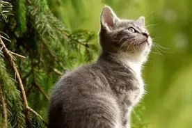 记住：“I like cat”的意思可不是“我喜欢猫”，歪果仁会吓坏的图片