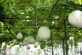 南瓜、西瓜、冬（东）瓜常见，北瓜见过吗？图片