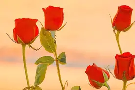 文案‖绝美演唱会音乐节文案图片