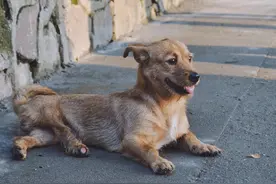 狗狗有这些特征，说明它很“旺家”，好好珍惜吧图片
