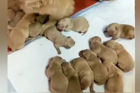 金毛妈妈生产幼崽后，女子数了一下这胎的数量后语塞：咋生这么多图片