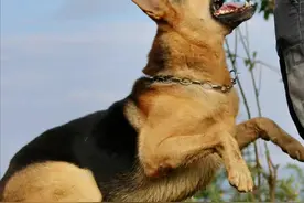 “中国军犬之王”——昆明犬，优秀不输国际名犬图片