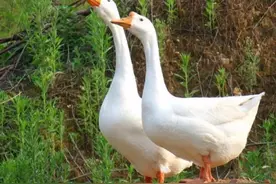 民以食为天——鹅图片