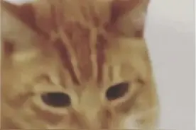 外国小哥吐槽公司橘猫"有点笨"，女同事被气哭出走，甚至闹到HR图片