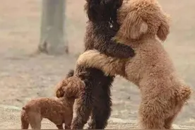 关于狗狗交配的几个“秘密”，你知道吗？图片