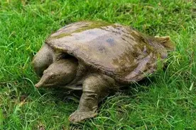 全球仅存3只的神兽，我国就有一只，无法有效繁殖或走向灭绝图片