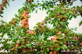 杏树可以扦插繁殖吗？用泡沫板往水上一漂，一个月就能生出新根图片
