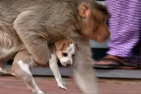 猴子在印度泛滥成灾？它袭击人类，团灭250条狗，报复心很强？图片